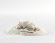 Visual Arts Biennial – Periscope